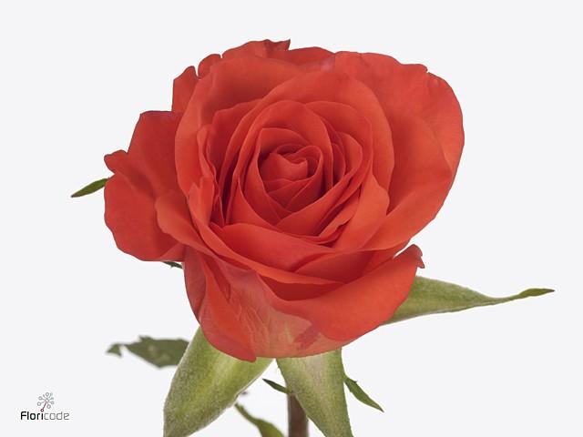 Срезанные цветы оптом Rosa large patz от 80шт из Голландии с доставкой по России