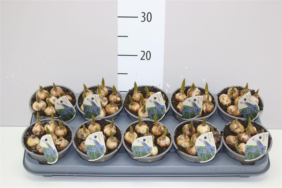 Горшечные цветы и растения оптом Muscari Mabel Blue от 10шт из Голландии с доставкой по России