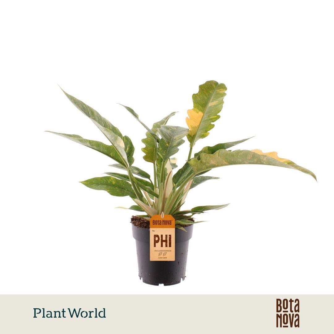 Горшечные цветы и растения оптом Philodendron Narrow Ring Of Fire от 7шт из Голландии с доставкой по России