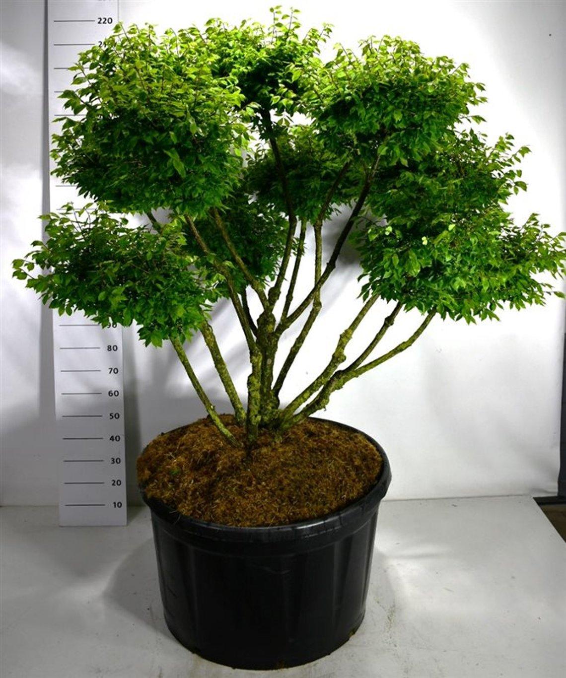 Горшечные цветы и растения оптом Euonymus Alat Compactus A от 1шт из Голландии с доставкой по России