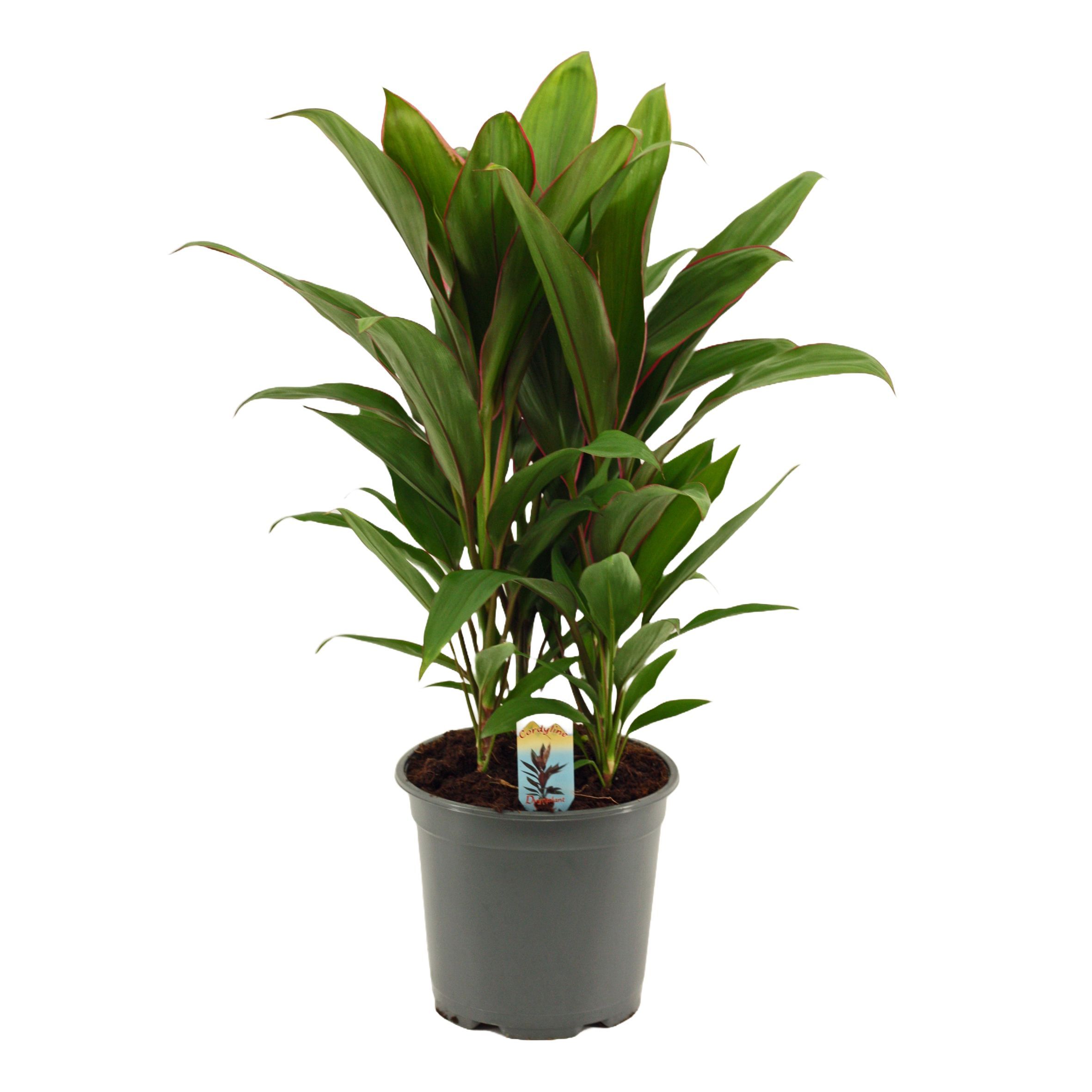 Горшечные цветы и растения оптом Cordyline Salsa 3pp от 5шт из Голландии с доставкой по России