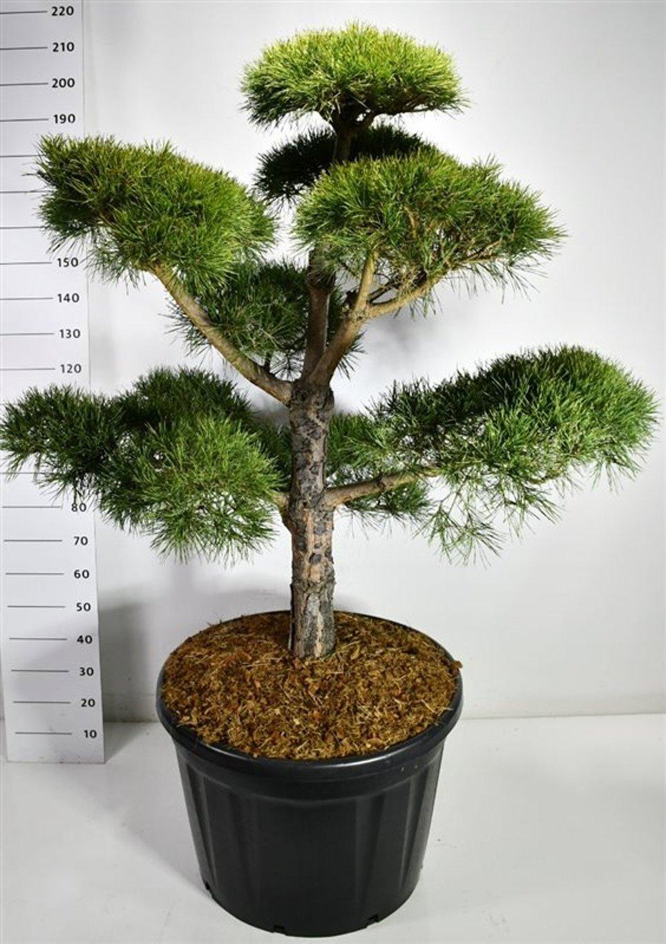 Горшечные цветы и растения оптом Pinus Sylvestris Bonsai от 1шт из Голландии с доставкой по России