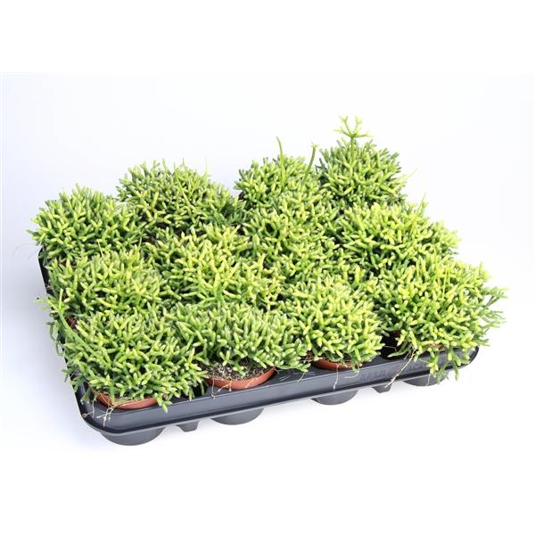 Горшечные цветы и растения оптом Rhipsalis Cereuscula от 12шт (для телеги) из Голландии с доставкой по России