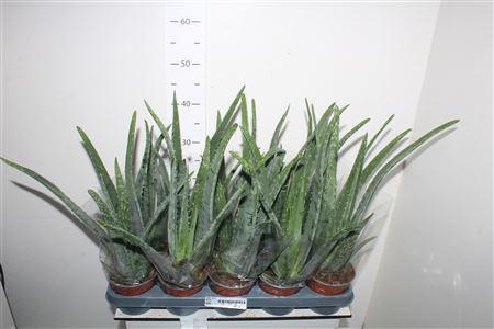 Горшечные цветы и растения оптом Aloe Vera от 10шт из Голландии с доставкой по России