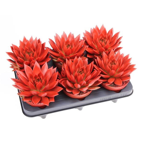 Горшечные цветы и растения оптом Echeveria Rainbow Red от 6шт из Голландии с доставкой по России