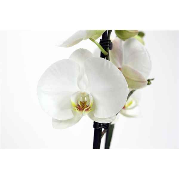 Горшечные цветы и растения оптом Phal 2st White Xxxl (phalaenova) от 10шт из Голландии с доставкой по России
