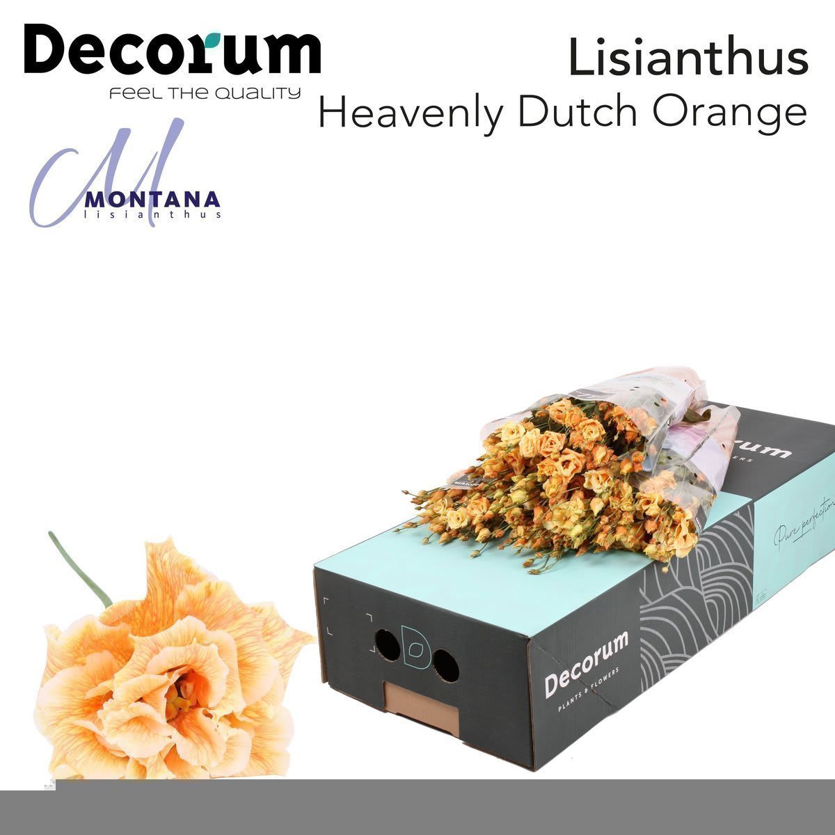 Срезанные цветы оптом Lisianthus do paint heavenly dutch orange от 140шт из Голландии с доставкой по России
