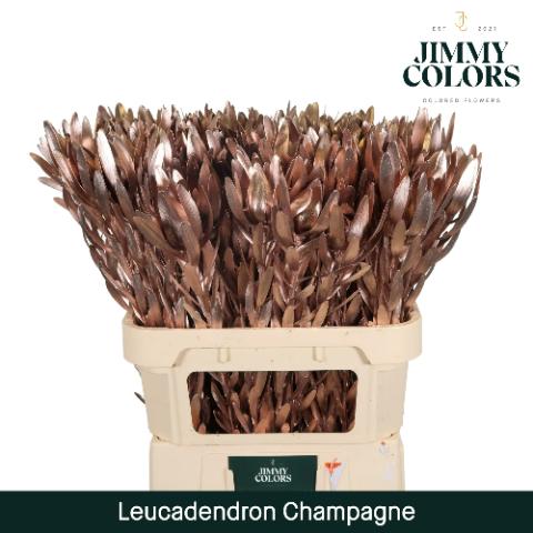 Срезанные цветы оптом Leucadendron paint metallic champagne от 10шт из Голландии с доставкой по России