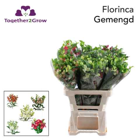 Срезанные цветы оптом Alstroemeria fl mix florinca rich от 60шт из Голландии с доставкой по России