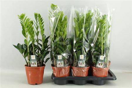 Горшечные цветы и растения оптом Zamioculcas 5+ от 6шт из Голландии с доставкой по России