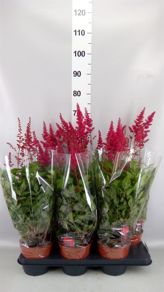 Горшечные цветы и растения оптом Astilbe Arendsii fanal от 6шт из Голландии с доставкой по России
