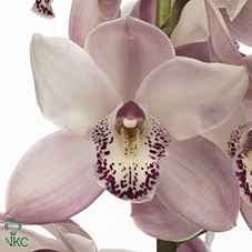 Срезанные цветы оптом Cymbidium pink summer magic pink от 9шт из Голландии с доставкой по России