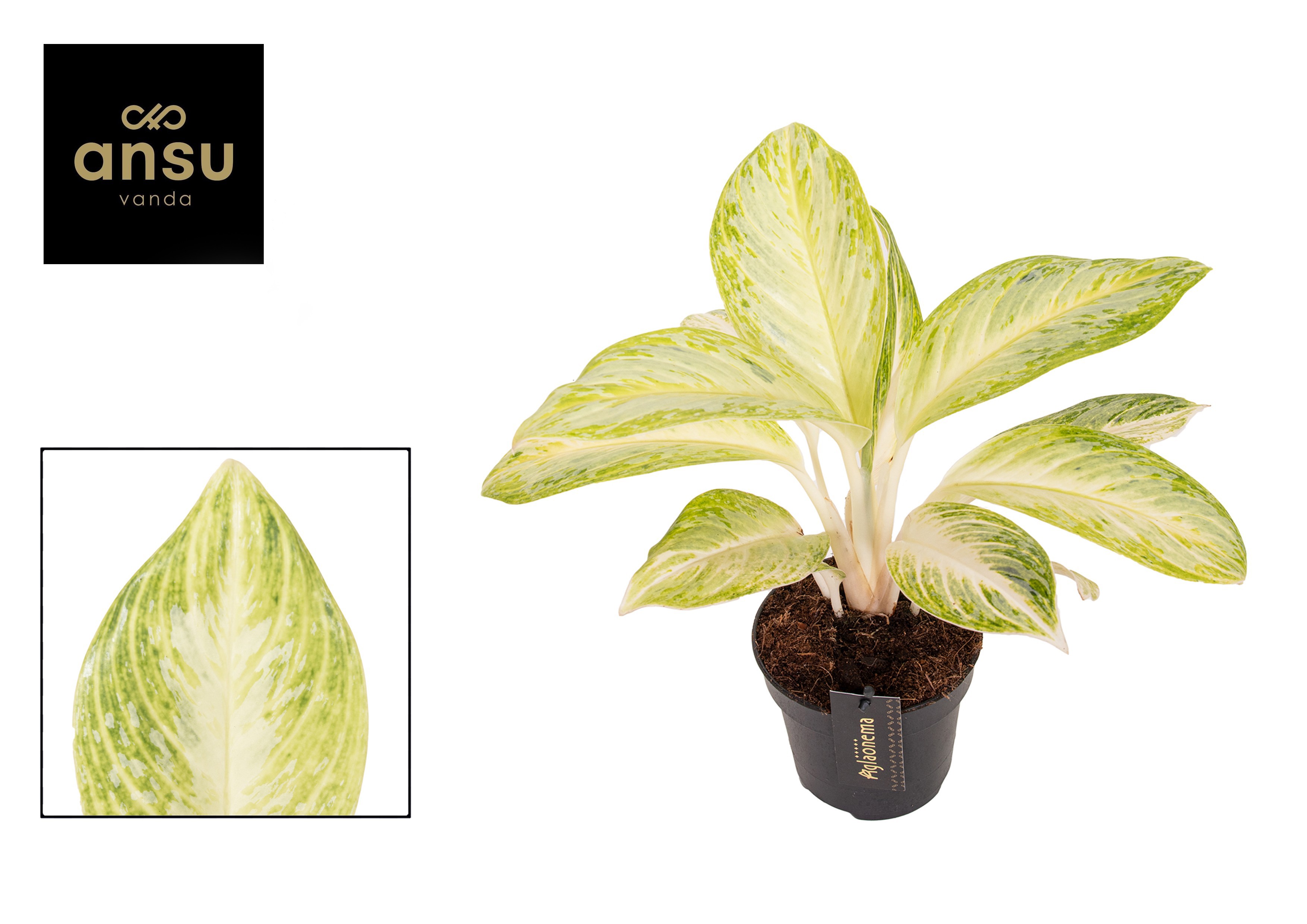 Горшечные цветы и растения оптом Aglaonema Arctic Lime от 6шт из Голландии с доставкой по России