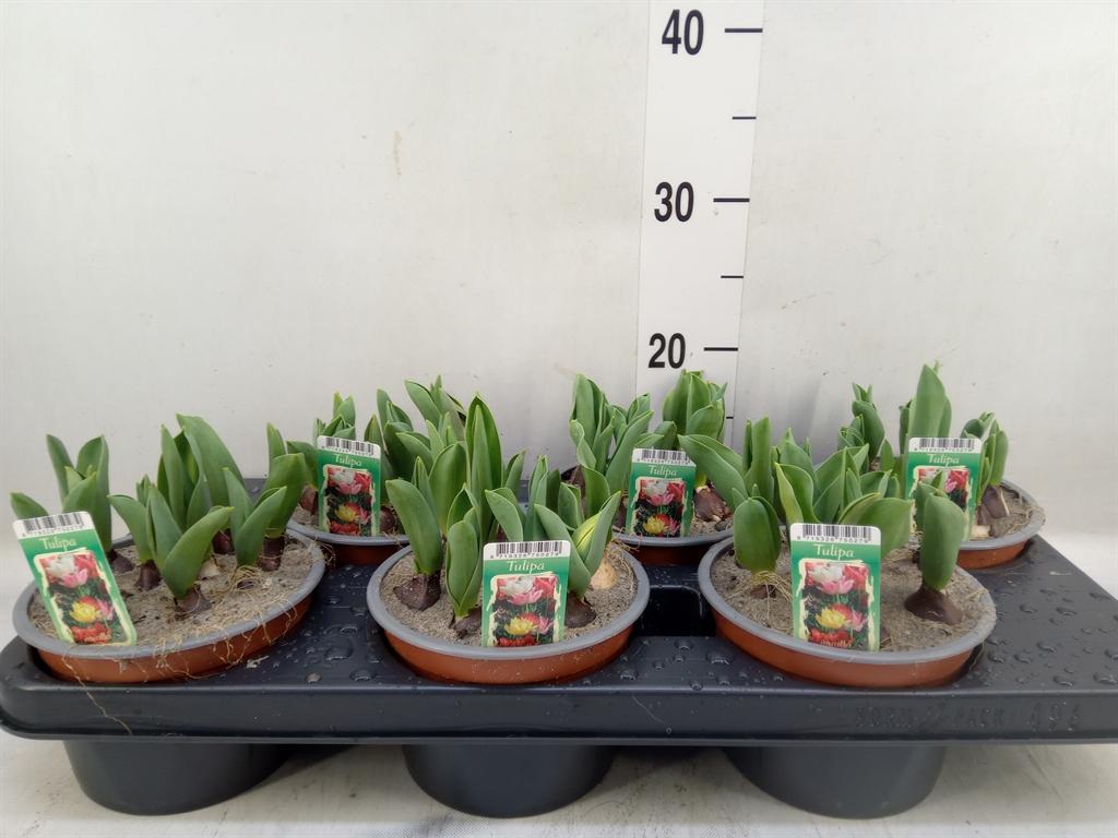Горшечные цветы и растения оптом Tulipa   ...mix In Pot от 6шт из Голландии с доставкой по России