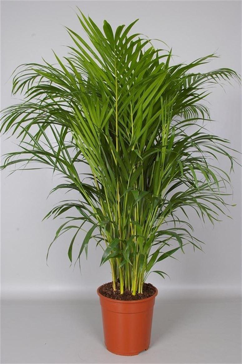 Горшечные цветы и растения оптом Dypsis Lutescens от 10шт из Голландии с доставкой по России