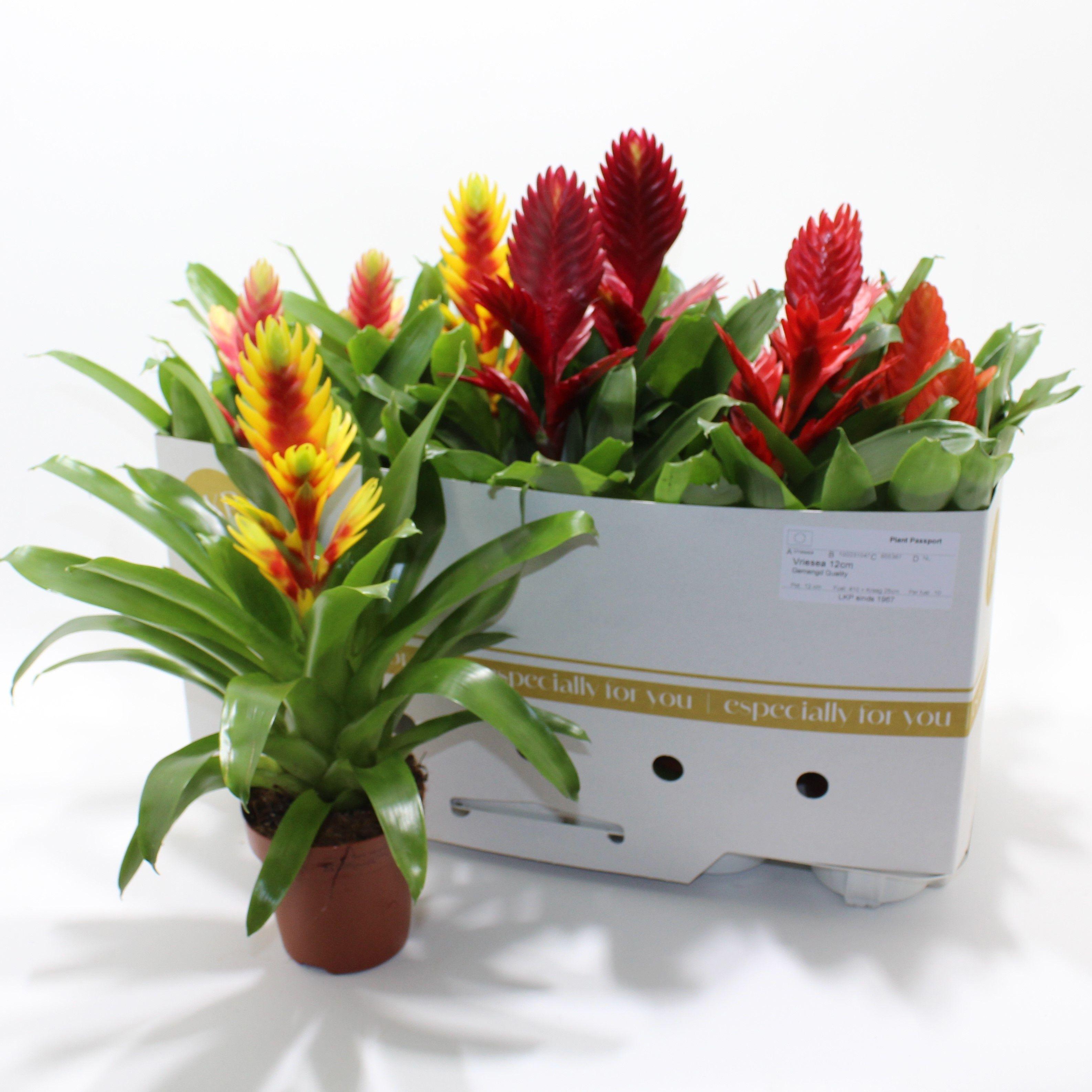 Горшечные цветы и растения оптом Vries Gem 8 Srt от 10шт из Голландии с доставкой по России