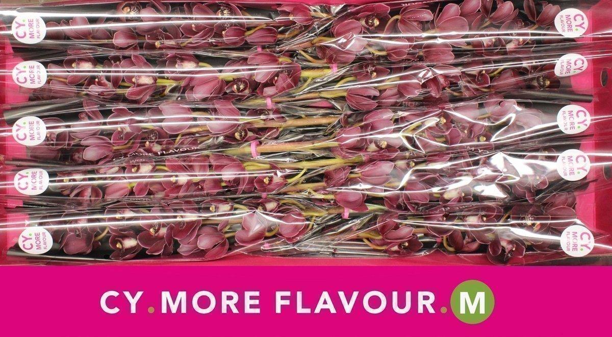 Срезанные цветы оптом Minicymbidium red howard robin red royal december от 10шт из Голландии с доставкой по России