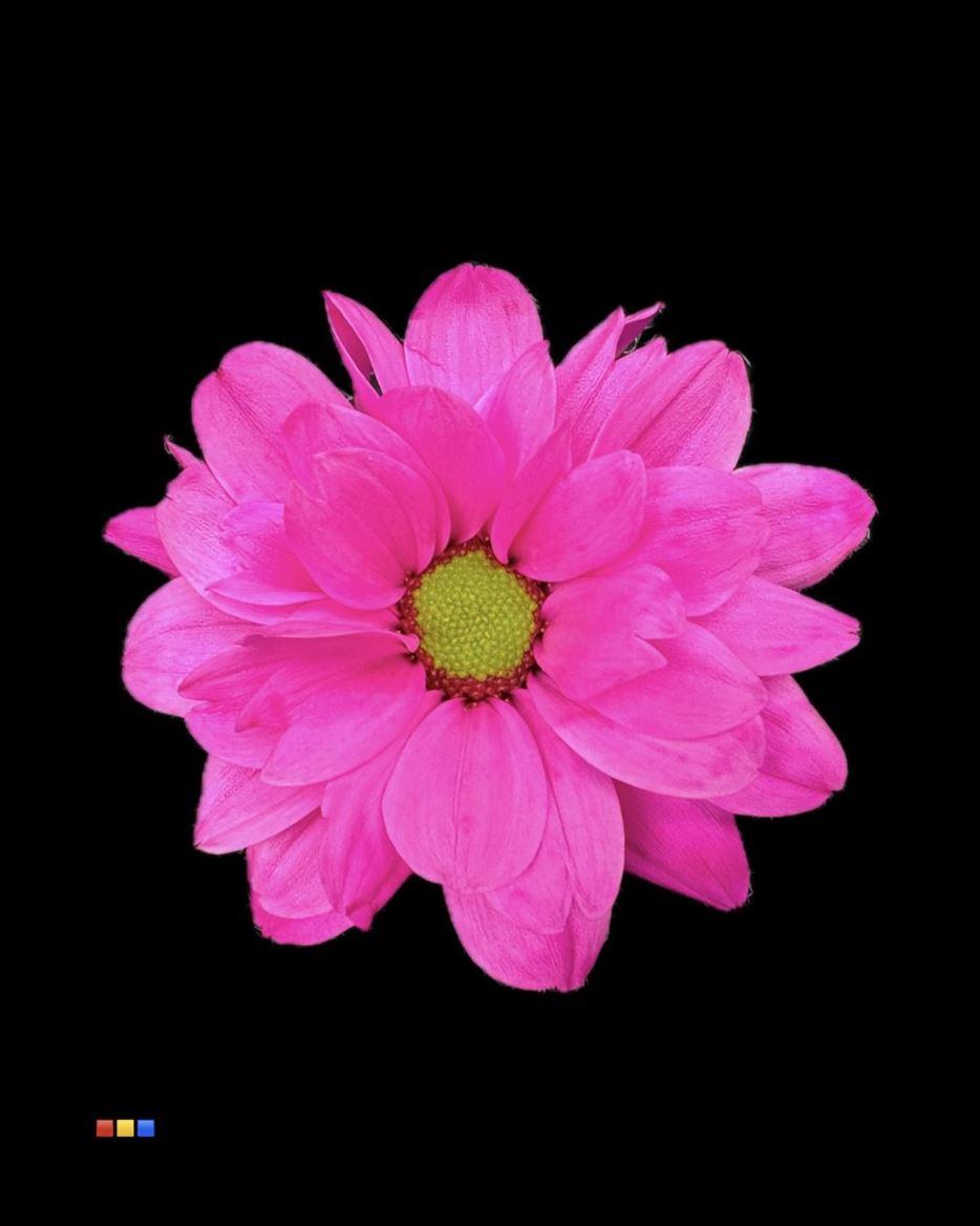 Срезанные цветы оптом Chrys sp paint chic cerise от 40шт из Голландии с доставкой по России