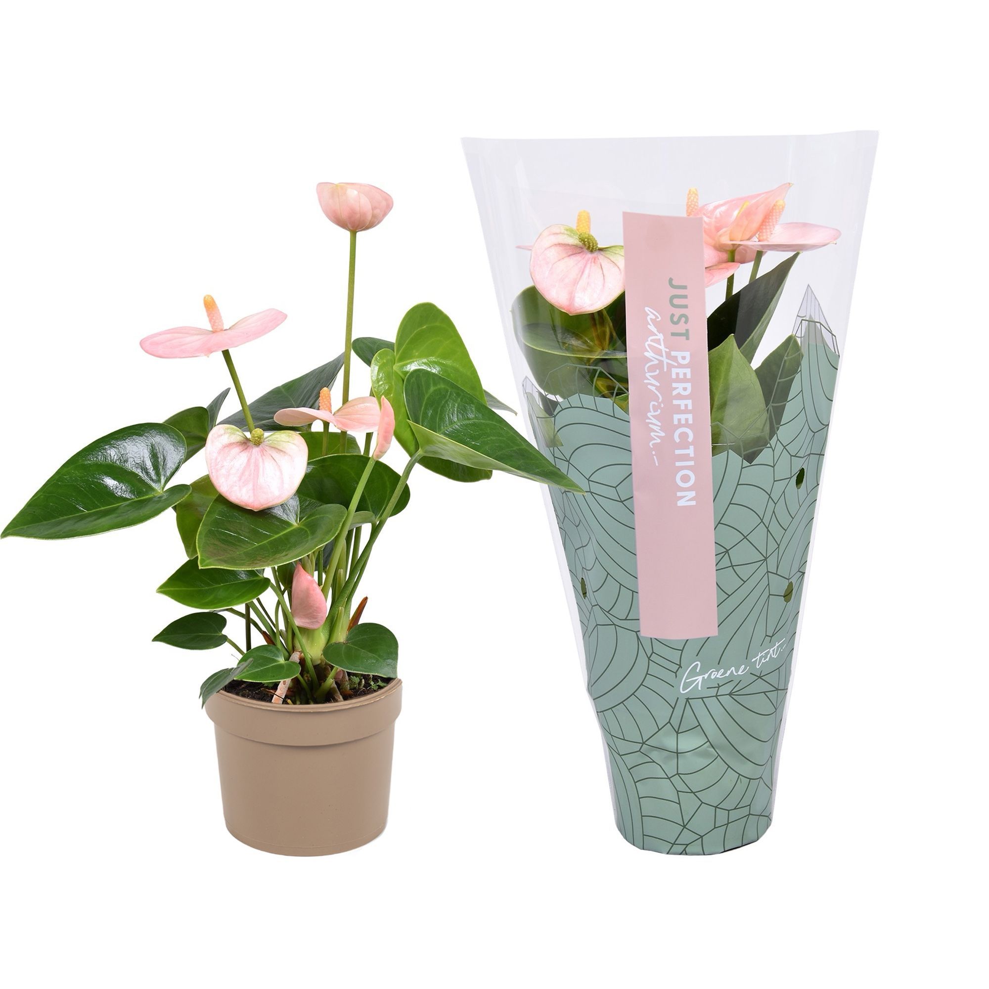 Горшечные цветы и растения оптом Anth An Spirit 3+ Just Perfection (xl-flowers) от 12шт (для телеги) из Голландии с доставкой по России