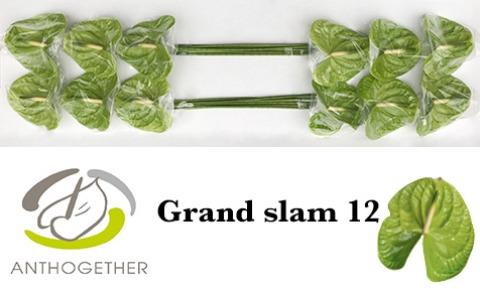 Срезанные цветы оптом Anthurium grand slam от 12шт из Голландии с доставкой по России