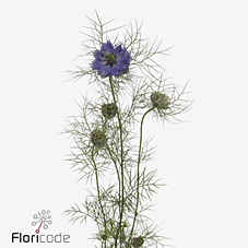 Срезанные цветы оптом Nigella purple rain от 100шт из Голландии с доставкой по России