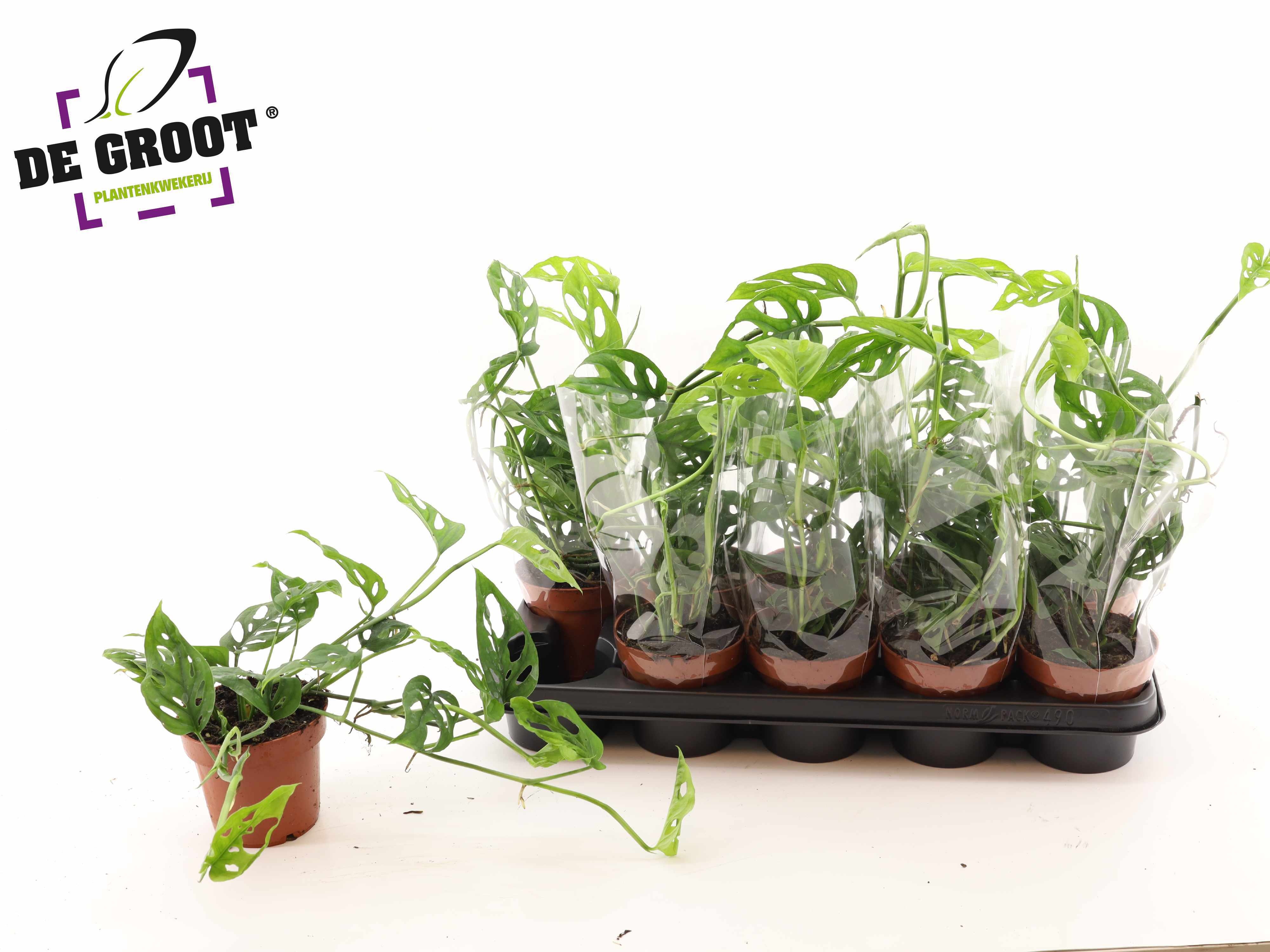 Горшечные цветы и растения оптом Monstera Adansonii от 10шт из Голландии с доставкой по России