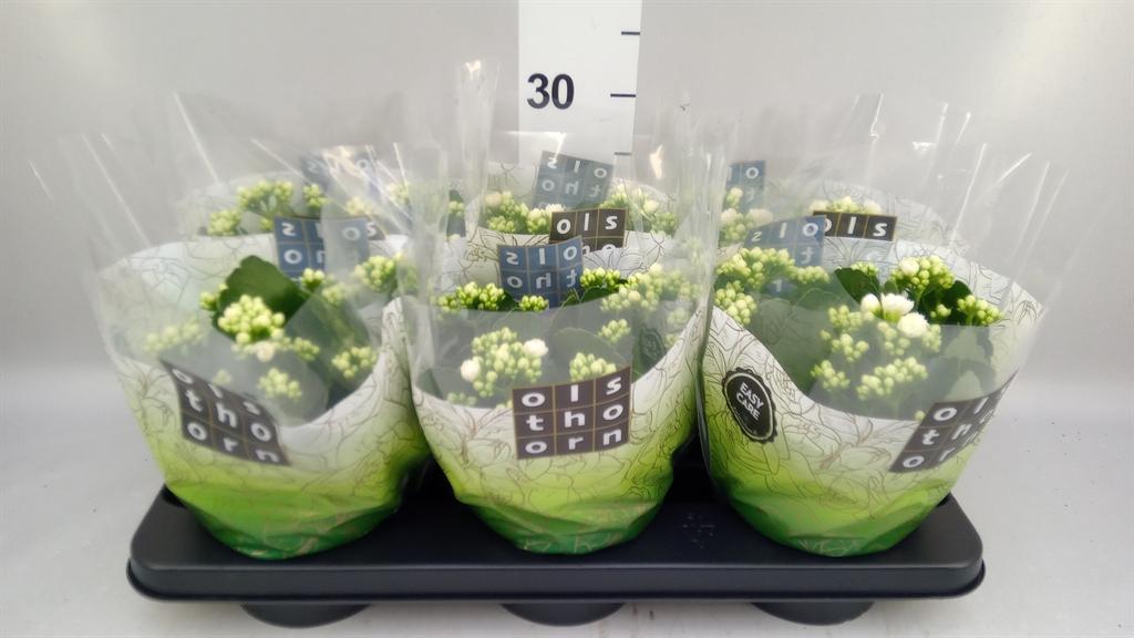 Горшечные цветы и растения оптом Kalanchoe Blos. calandiva Whites от 6шт из Голландии с доставкой по России