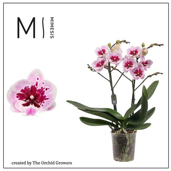 Горшечные цветы и растения оптом Phal 2st Hot Lip 18+ (orchid Growers) от 10шт из Голландии с доставкой по России