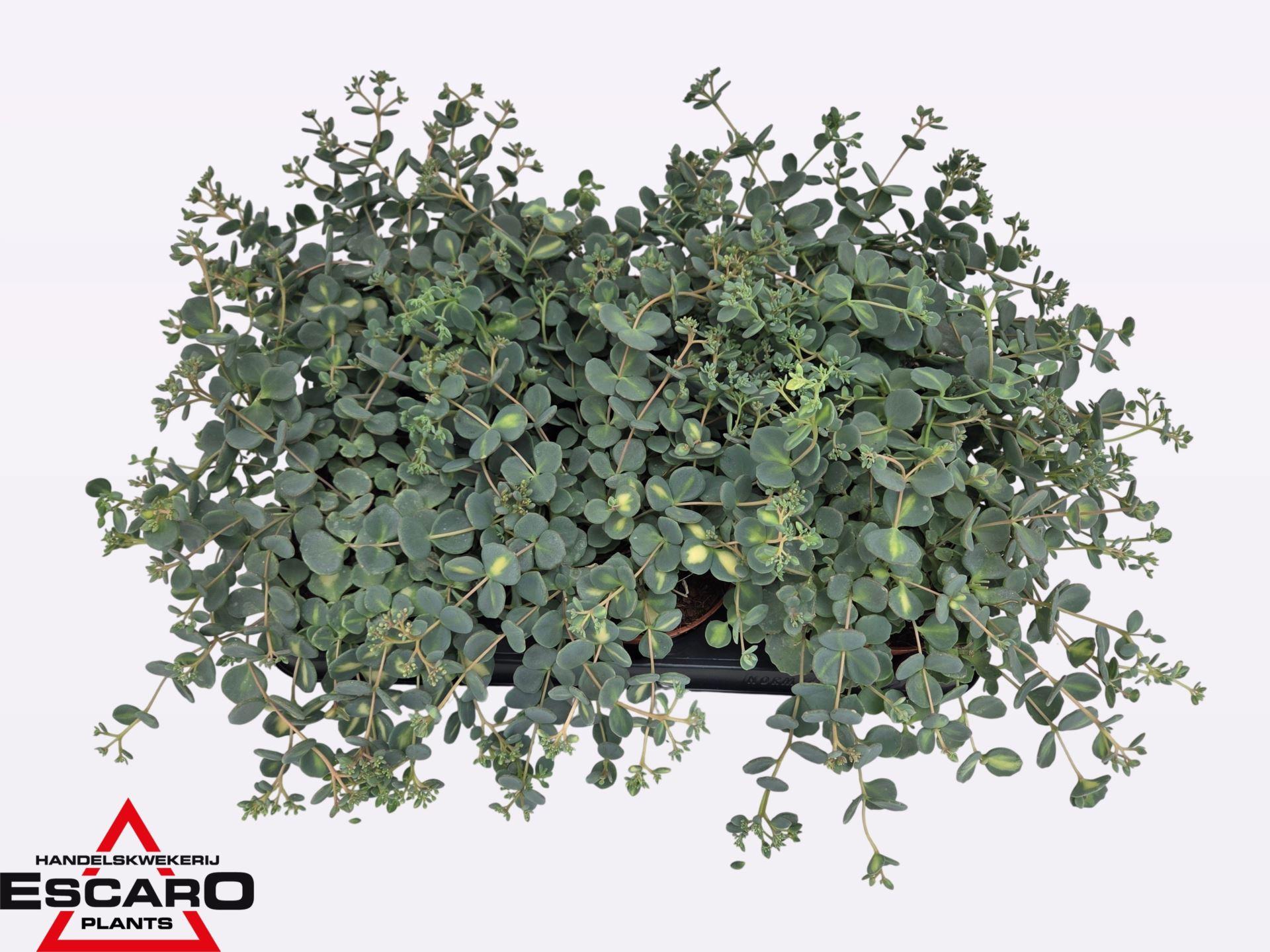 Горшечные цветы и растения оптом Sedum Sieboldii mediovariegatum от 6шт из Голландии с доставкой по России