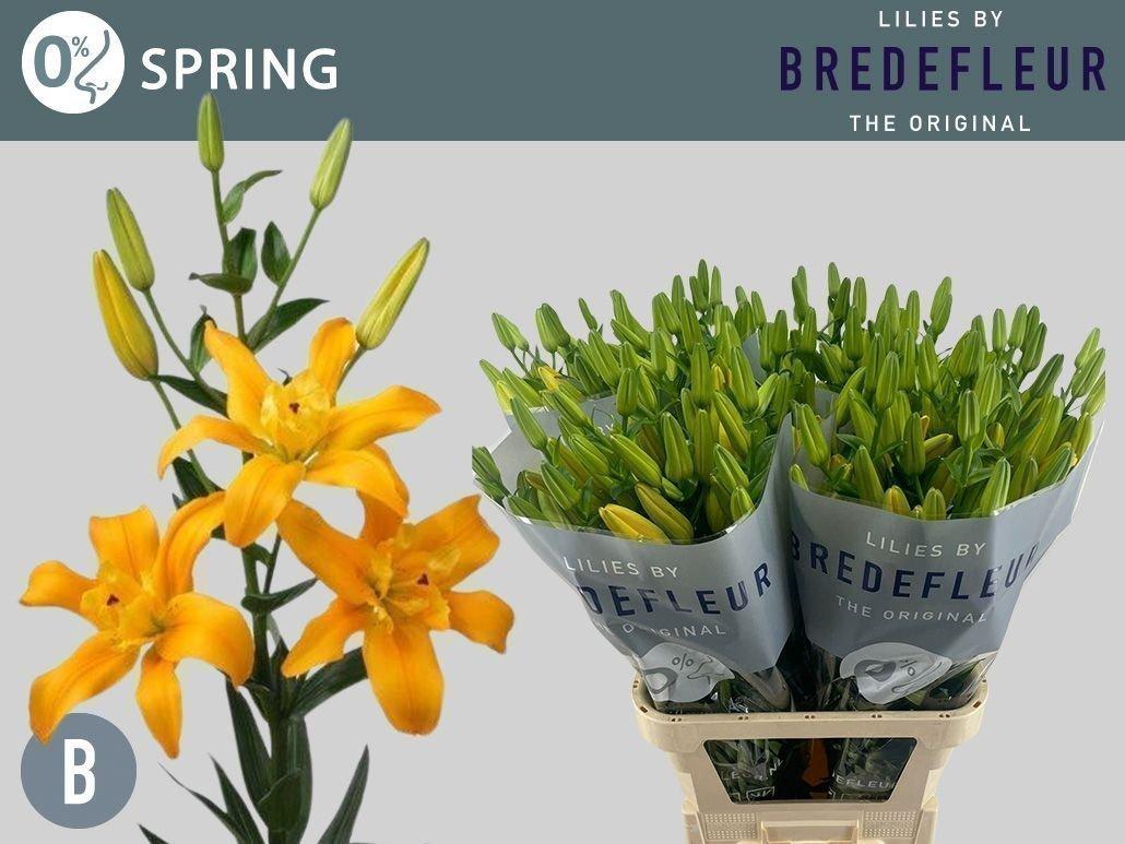 Срезанные цветы оптом Lilium la butterfly spring от 40шт из Голландии с доставкой по России