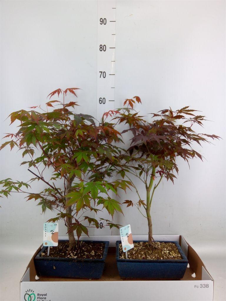 Горшечные цветы и растения оптом Bonsai   ... от 2шт из Голландии с доставкой по России