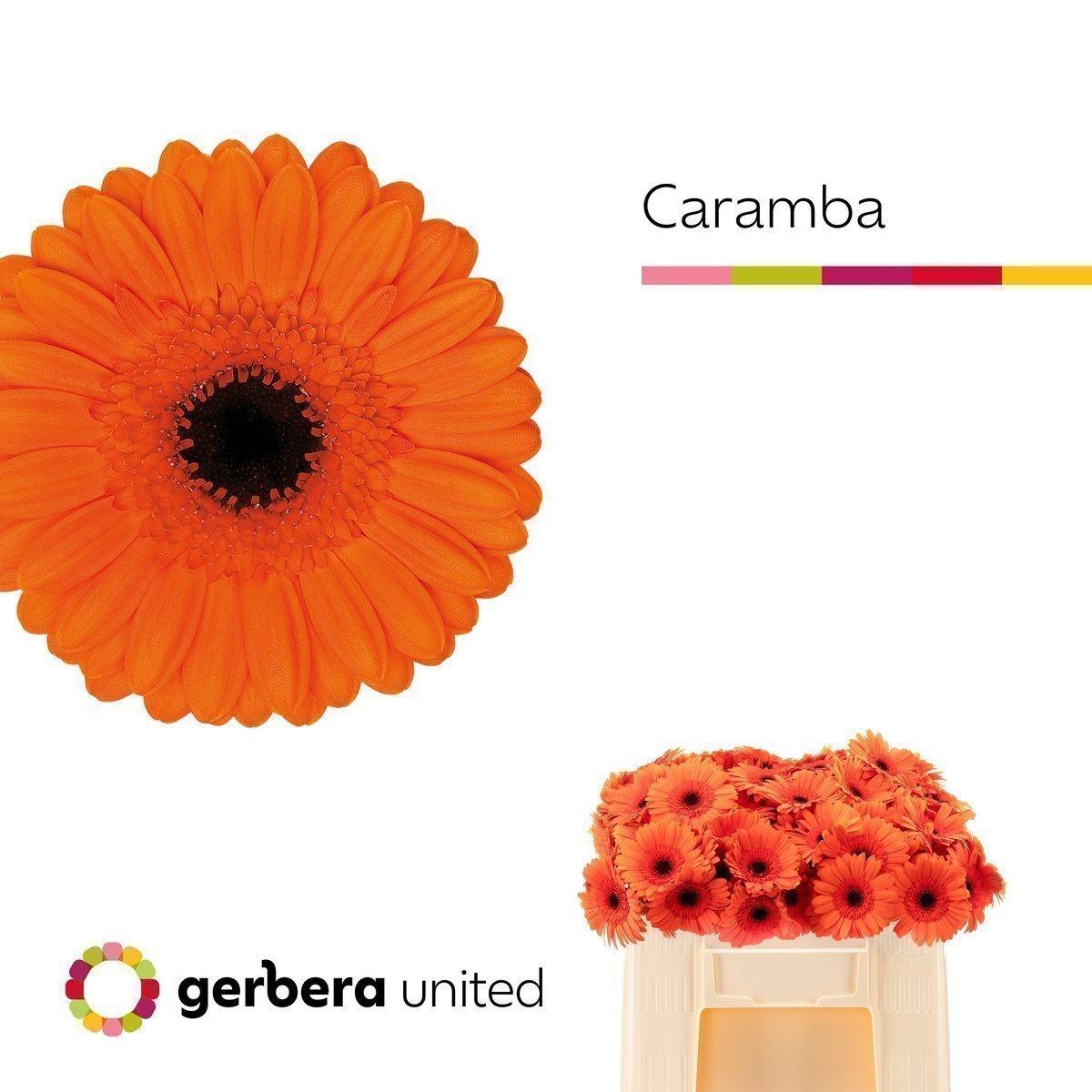 Срезанные цветы оптом Germini caramba от 80шт из Голландии с доставкой по России