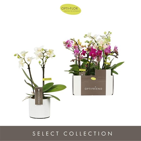 Горшечные цветы и растения оптом Phal Mini 2st Mix Lazio от 6шт (для телеги) из Голландии с доставкой по России