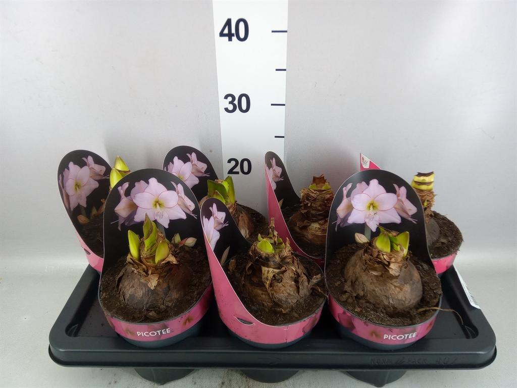Горшечные цветы и растения оптом Hippeastrum Di picotee от 7шт из Голландии с доставкой по России