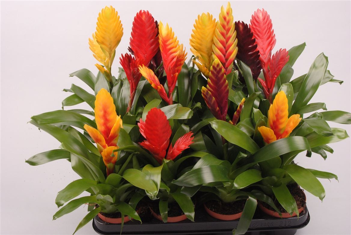 Горшечные цветы и растения оптом Vriesea Mix от 12шт (для телеги) из Голландии с доставкой по России