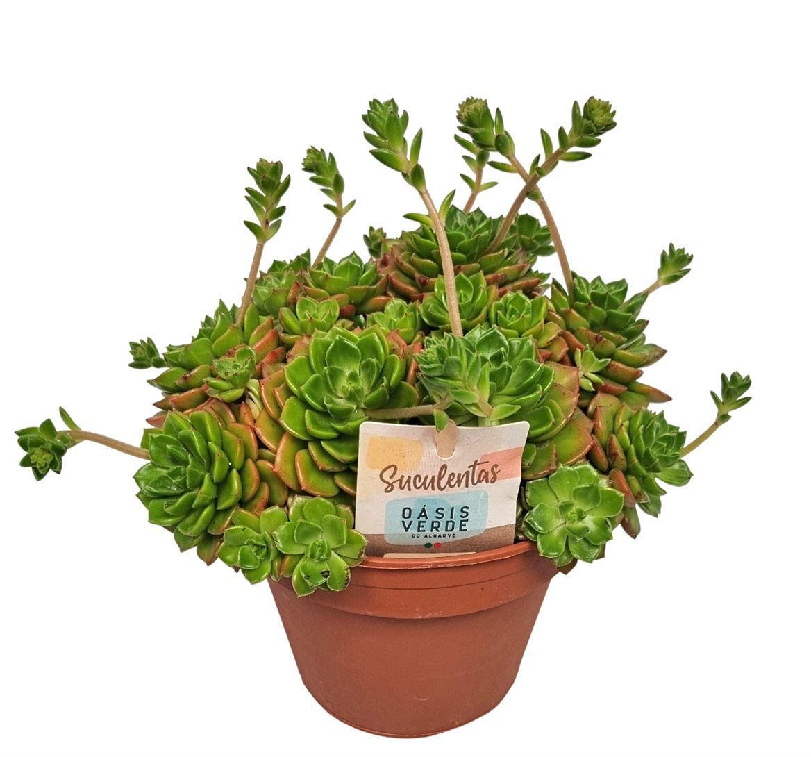 Горшечные цветы и растения оптом Echeveria Affinis от 4шт из Голландии с доставкой по России