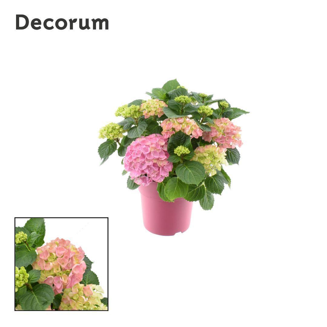 Горшечные цветы и растения оптом Hydrangea Bol Pink 10 - 15 Kop In Gekleurde Sierpo от 1шт из Голландии с доставкой по России