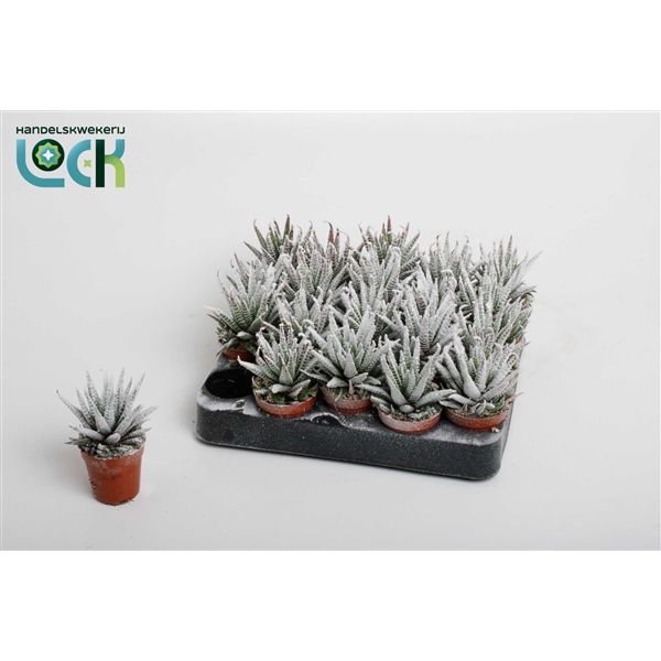 Горшечные цветы и растения оптом Haworthia Fasciata Frosty от 20шт из Голландии с доставкой по России