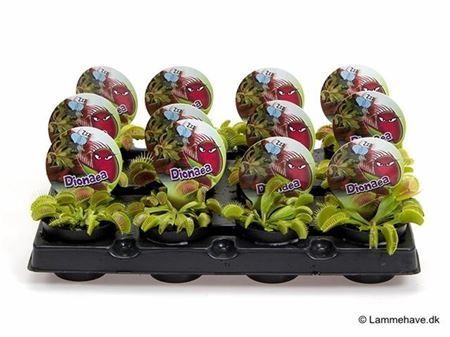 Горшечные цветы и растения оптом Dionaea Muscipula 131 от 20шт из Голландии с доставкой по России