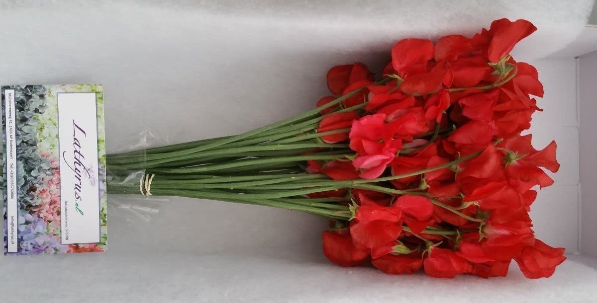 Срезанные цветы оптом Lathyrus perfume red от 50шт. из Голландии с доставкой по России