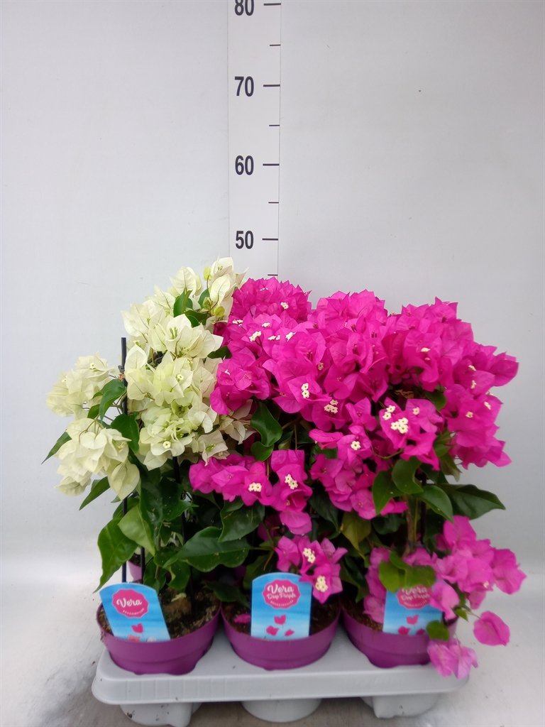 Горшечные цветы и растения оптом Bougainvillea   ... от 6шт из Голландии с доставкой по России