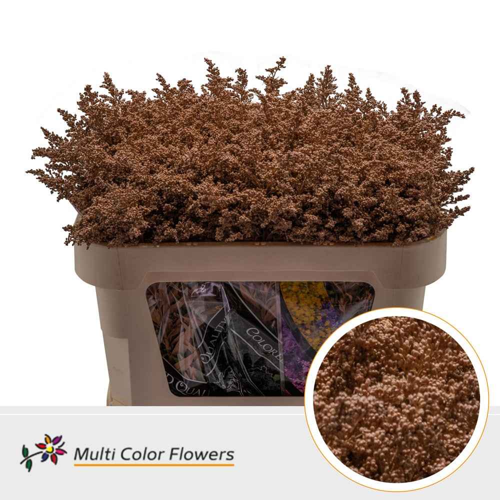 Срезанные цветы оптом Solidago paint brown от 100шт из Голландии с доставкой по России