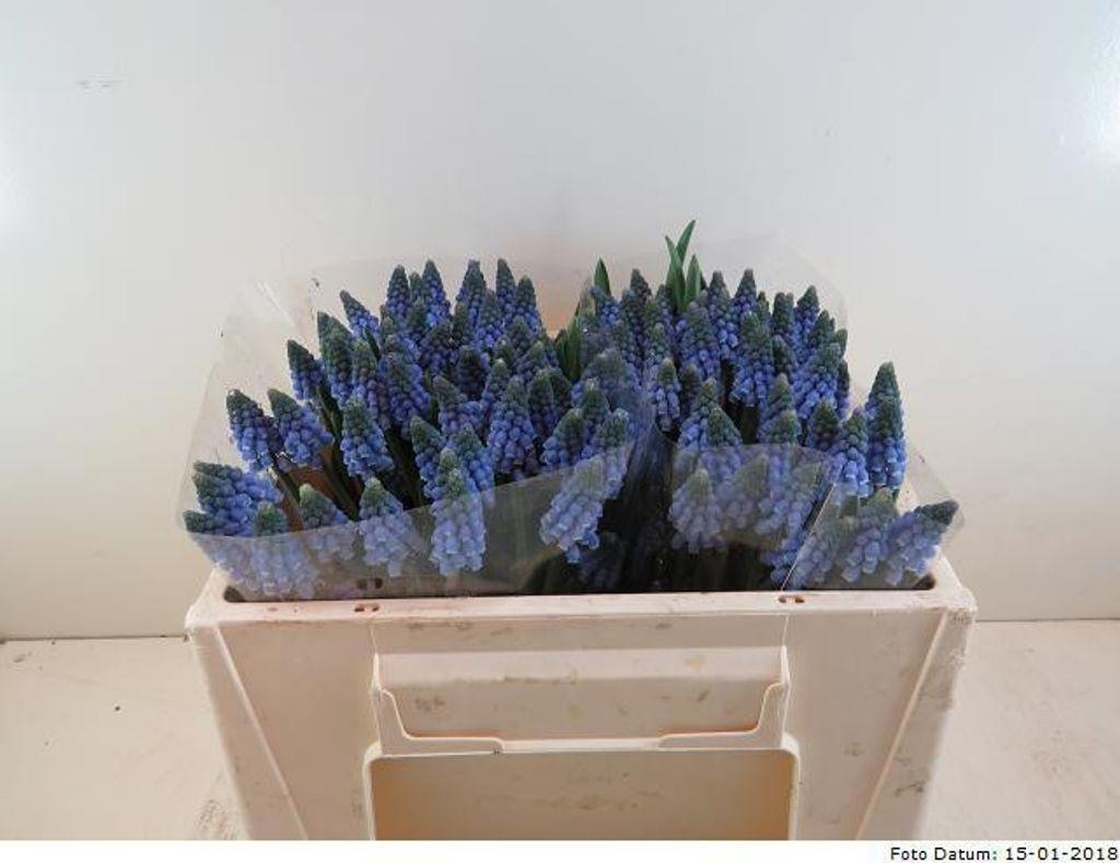 Срезанные цветы оптом Muscari carola от 100шт из Голландии с доставкой по России