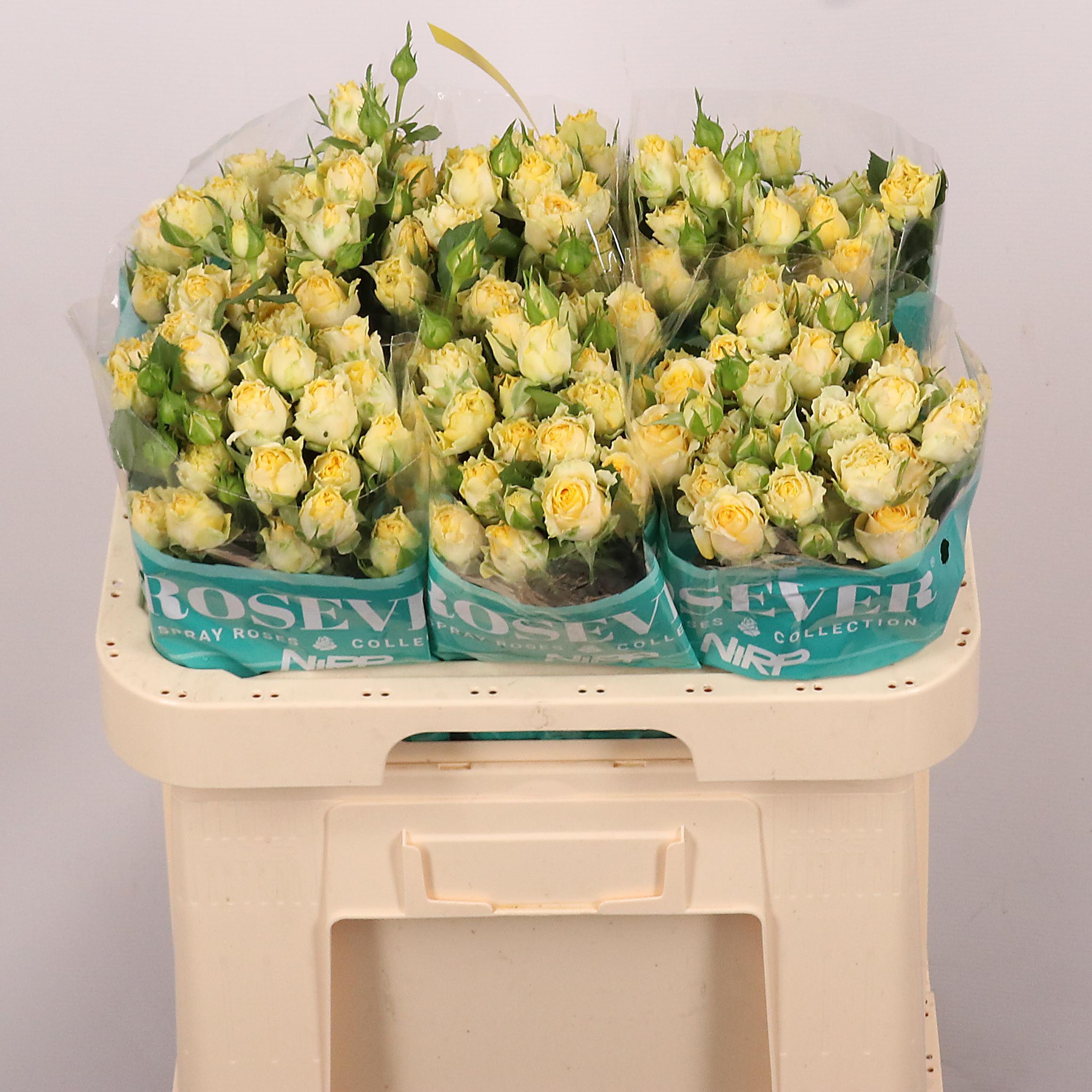 Срезанные цветы оптом Rosa spray lovely rosever от 30шт из Голландии с доставкой по России