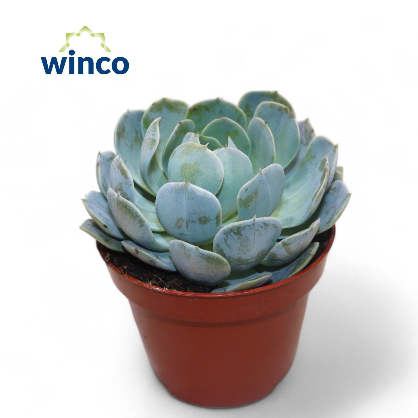 Горшечные цветы и растения оптом Echeveria Grey Prince от 12шт из Голландии с доставкой по России