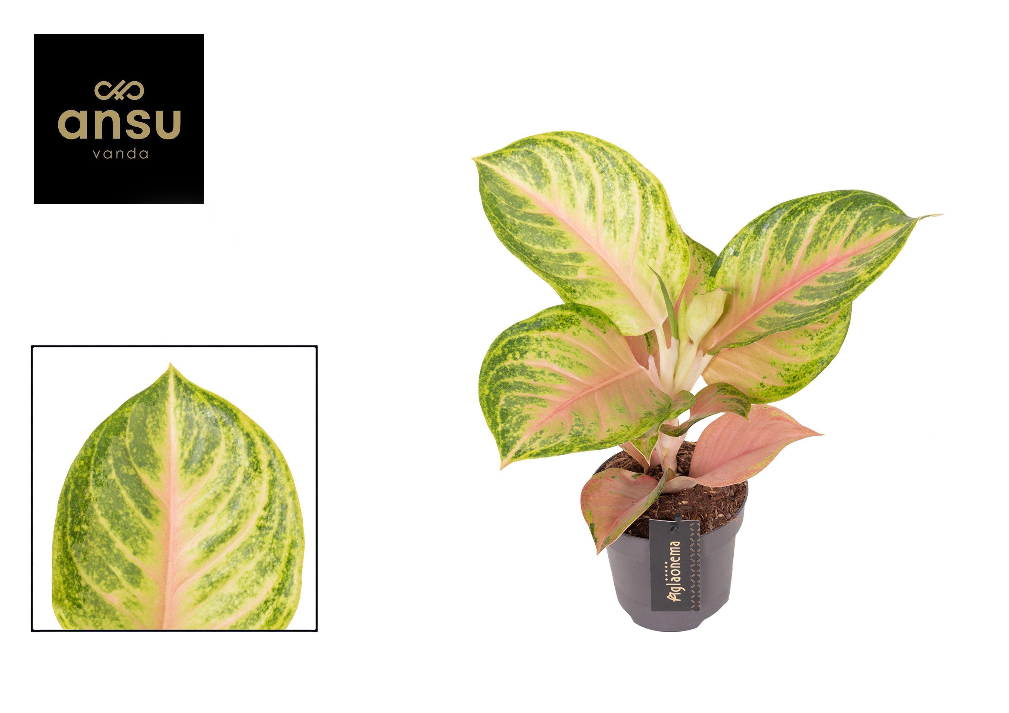 Горшечные цветы и растения оптом Aglaonema Sakura Mochi от 6шт из Голландии с доставкой по России