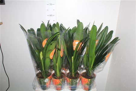 Горшечные цветы и растения оптом Clivia Miniata Met Potcover от 8шт из Голландии с доставкой по России