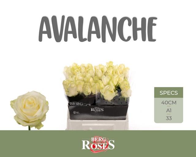 Срезанные цветы оптом Rosa large avalanche+ от 40шт из Голландии с доставкой по России