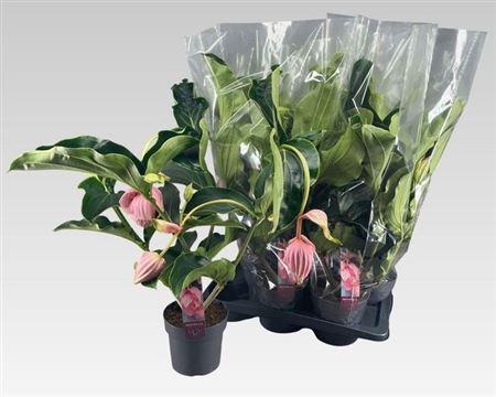 Горшечные цветы и растения оптом Medin Mag 3 Etages 4 Bloemen от 6шт из Голландии с доставкой по России