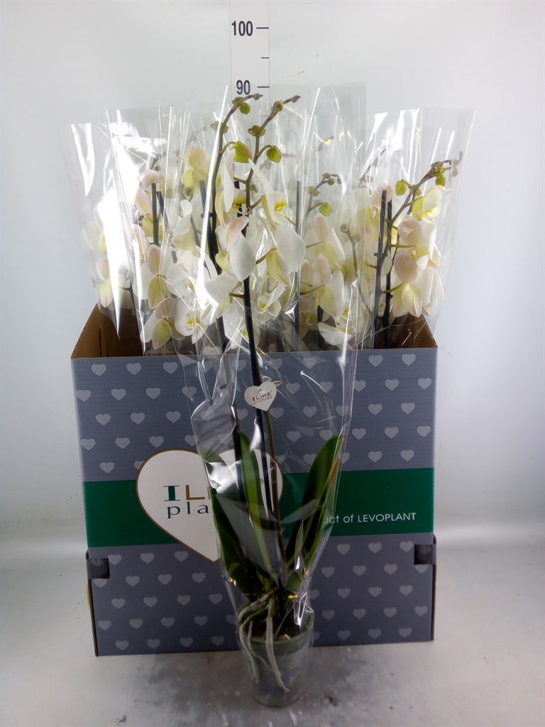 Горшечные цветы и растения оптом Phalaenopsis   ...white от 12шт из Голландии с доставкой по России